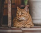 Кошка не ест что делать