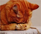 Аллергия у кошек