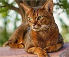 Абиссинская кошка