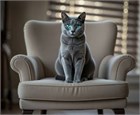 Русская голубая кошка