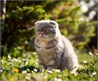 Шотландские кошки