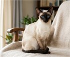 Сиамская кошка