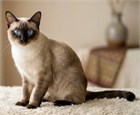 Тайская кошка