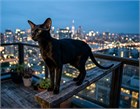 Ориентальная кошка