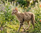 Корниш-рекс: особенности породы, характер и содержание