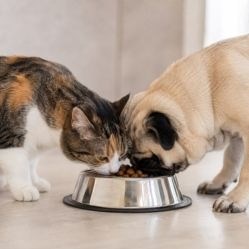 Можно ли кормить собаку кормом для кошек? Или кошку - кормом для собак?