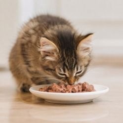 Каким кормом лучше кормить кошку? Сухим или влажным: плюсы и минусы