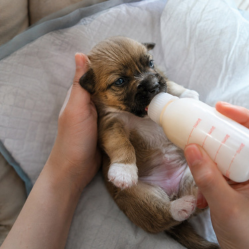 Чем кормить щенка