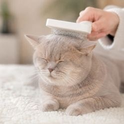 Как бороться с кошачьей шерстью в квартире