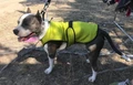 Трехслойная охлаждающая попона DriveDog для собак для французского бульдога длина спины 31 см PO_DD900_SF