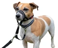 Недоуздок для собак COA "HALTI Headcollar", Size 1, 31-40 см 11409/COA