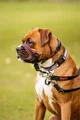 Недоуздок для собак COA "HALTI Optifit Headcollar", 42-54 см, размер M 25208/COA