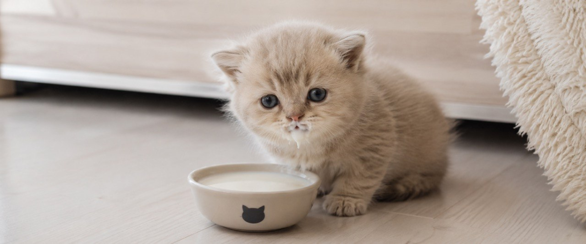 котенок пьет молоко