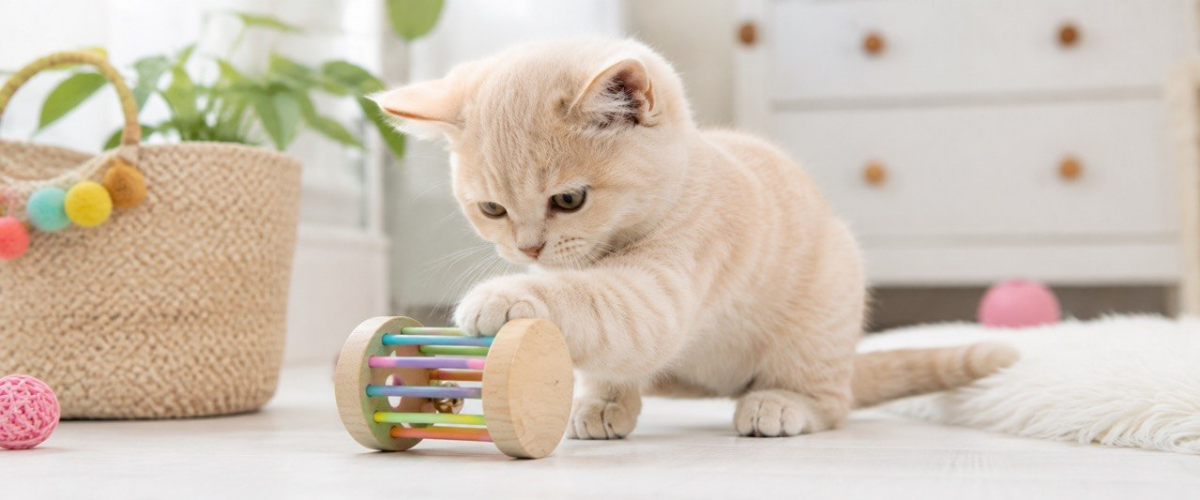 кошка играет с развивающей игрушкой