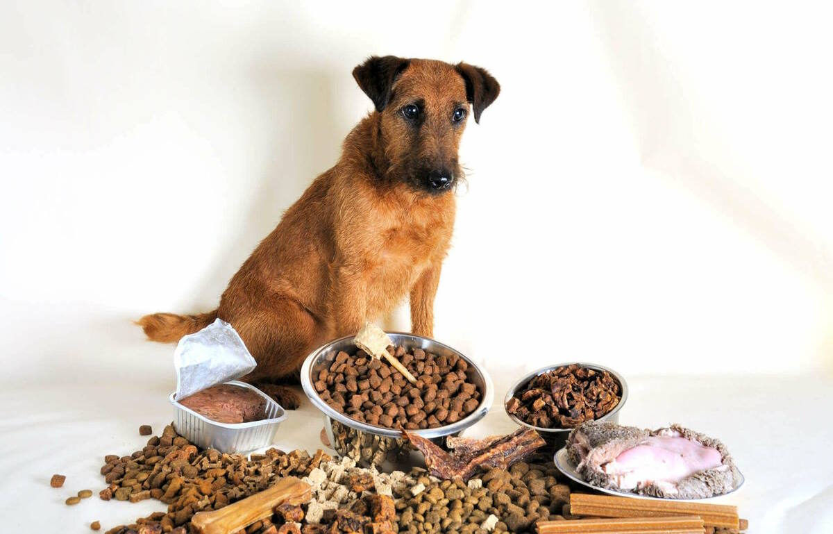 Аллергия у кошек