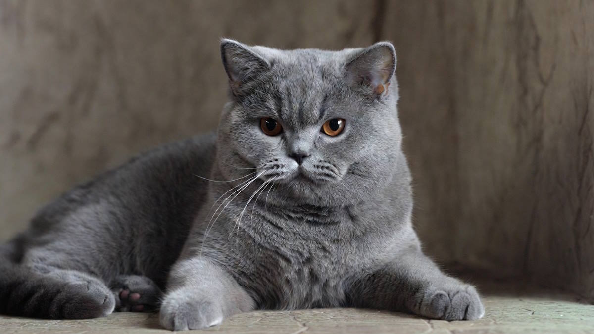 Британские кошки