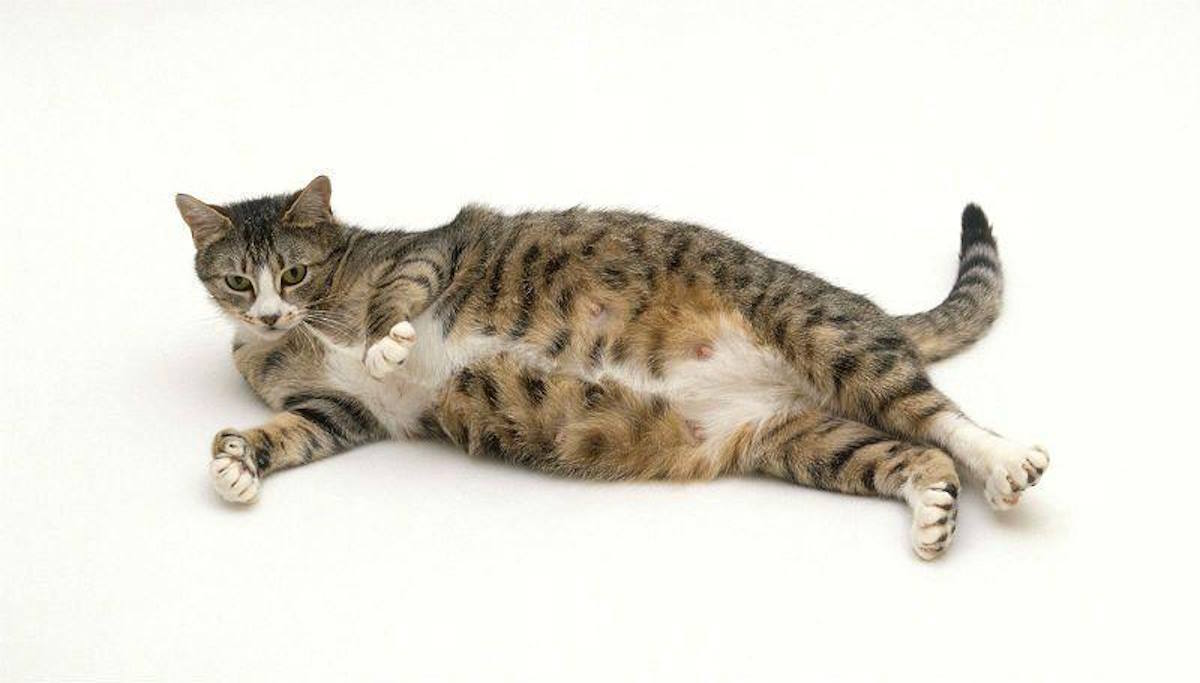 Как кормить беременную кошку