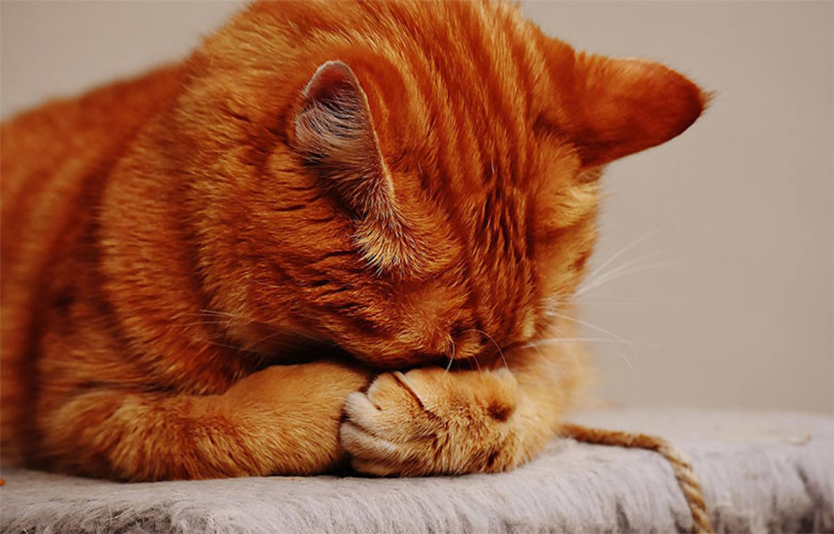 Аллергия у кошек