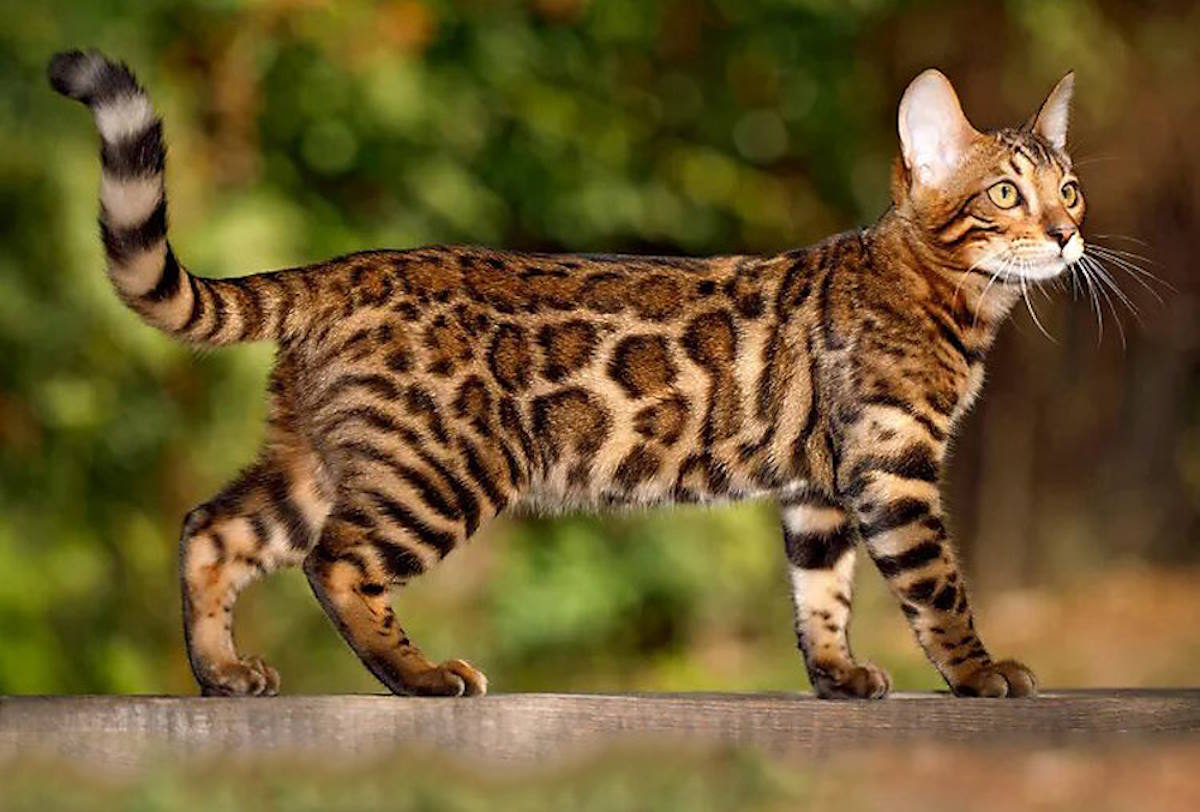 Бенгальская кошка 